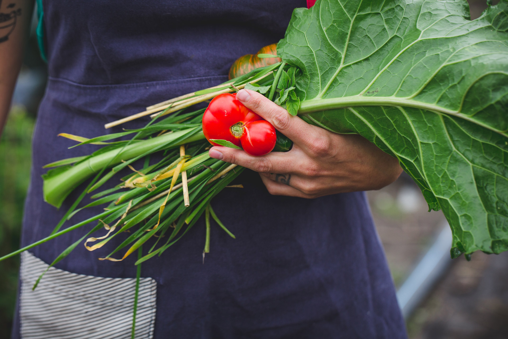 Hand holding freshly picked vegetables